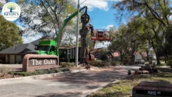 Tree Removal & Trimming in Orlando | Kevin’s Tree Service Tree Removal & Trimming in Orlando | Kevin’s Tree Service