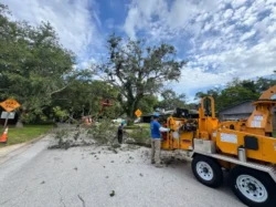 Tree Removal & Trimming in Orlando | Kevin’s Tree Service Tree Removal & Trimming in Orlando | Kevin’s Tree Service