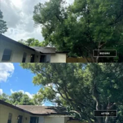 Tree Removal & Trimming in Orlando | Kevin’s Tree Service Tree Removal & Trimming in Orlando | Kevin’s Tree Service