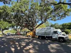 Tree Removal & Trimming in Orlando | Kevin’s Tree Service Tree Removal & Trimming in Orlando | Kevin’s Tree Service