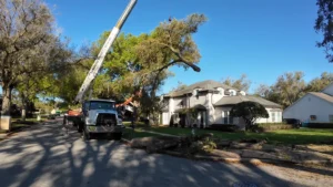 Crane-assisted oak removal in front of a two-story home