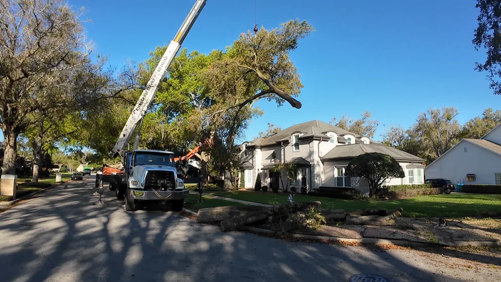 Crane-assisted oak tree removal in Maitland, Florida