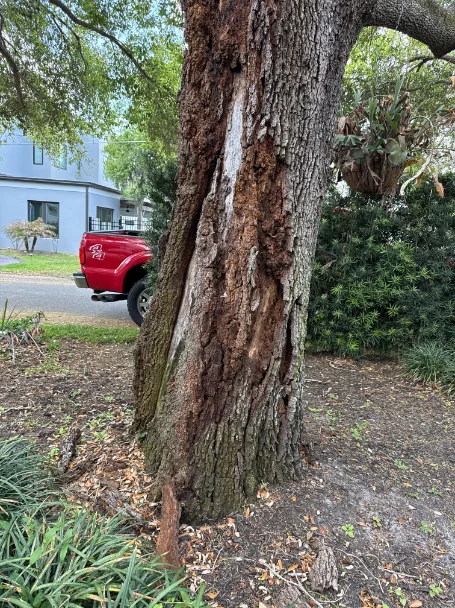 Laurel oak with severe trunk decay and bark sloughing in Orlando Florida