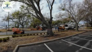 Crew and lift removing a large oak