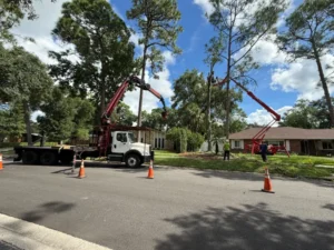 Grapple saw removing a tree in sections from a front yard