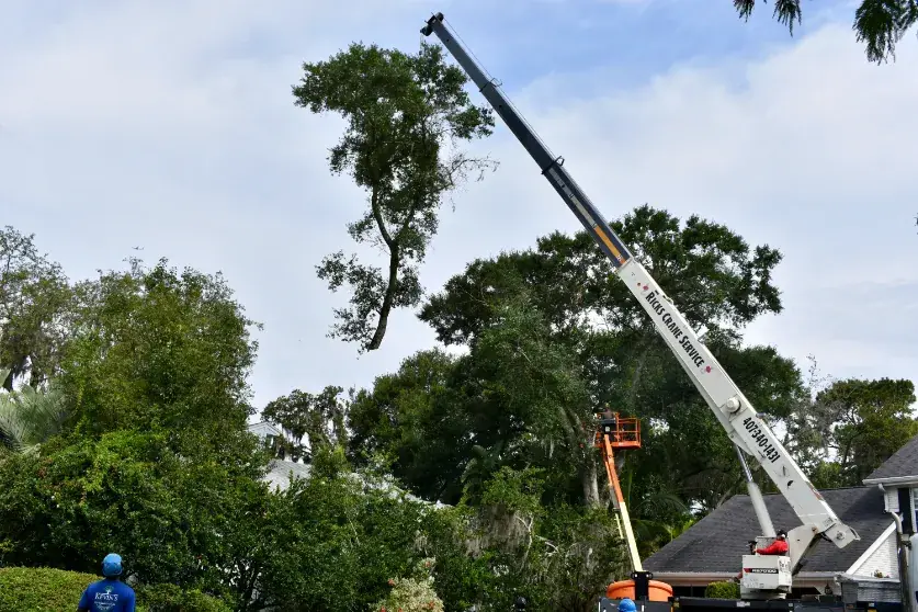 Crane boom set up over a large oak beside a home, with a KTS crew member below