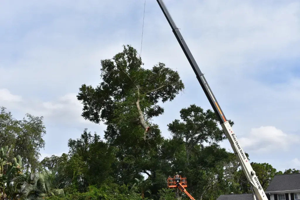 Large telescopic crane rigged to a mature oak, with an aerial lift positioned for controlled lowering