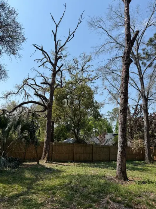 Several dead laurel oaks standing in a backyard before removal