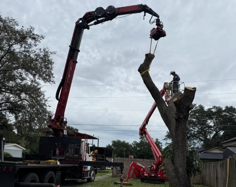 Kevin’s Tree Service grapple-saw crane and spider lift removing a dead oak beside a home