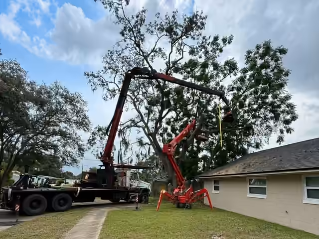 Kevin's Tree Service Fassi 390 grapple saw crane reaching into a tree with the red CMC spider lift working alongside