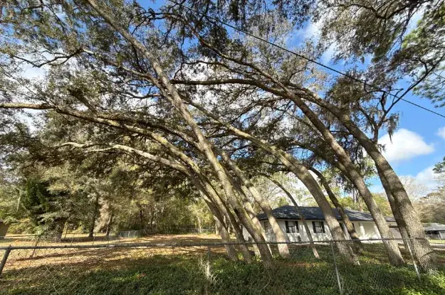 Mature oak trees with significant lean near a home in Orlando