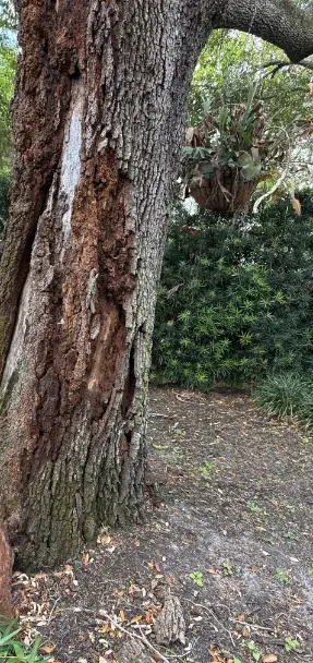 Tree Removal & Trimming in Orlando | Kevin’s Tree Service Live oak trunk with sloughing bark and decay