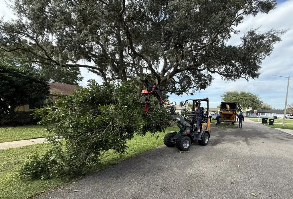 Kevin’s Tree Service crew using a compact loader to carry branches to a chipper under a mature live oak