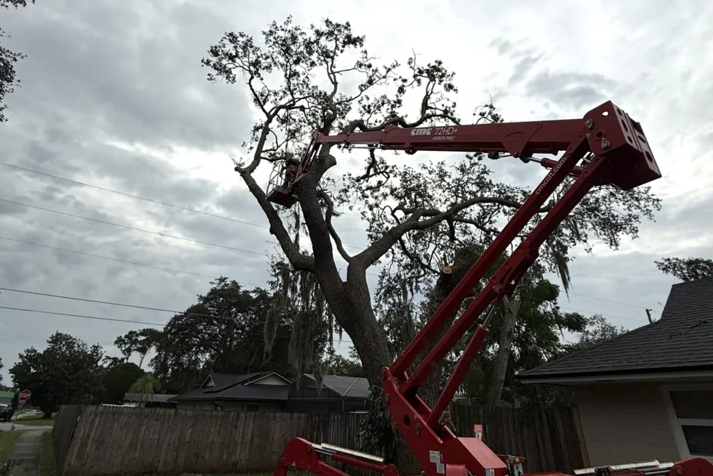 Kevin’s Tree Service spider lift extended into the canopy of a mature oak