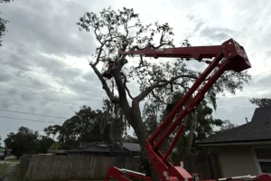 Spider lift reaching into a mature oak canopy