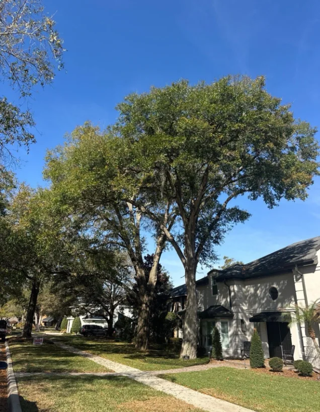Large oak trees growing too close to a home in Orlando creating structural risk