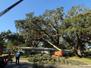 Crew taking down a massive live oak with a lift