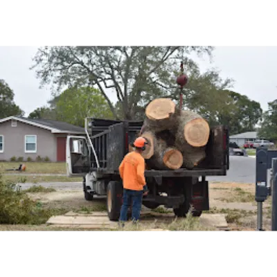 Large oak trunk sections loaded into a dump truck during tree removal