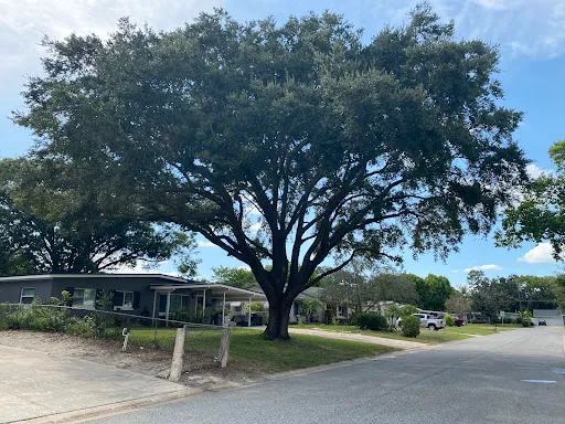 ISA-Certified Arborist performing careful canopy raising on a live oak