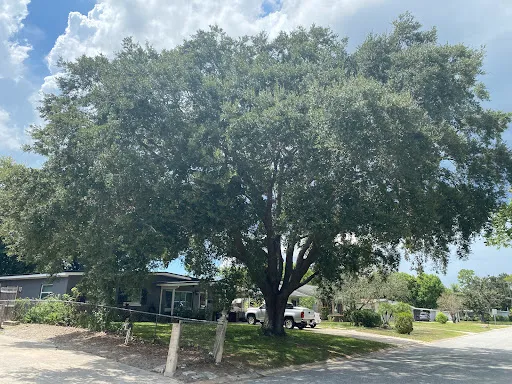 Canopy raising restoring safe clearance over a driveway and sidewalk
