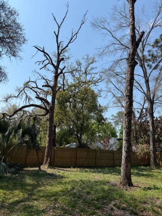 Multiple dead laurel oak trees in a backyard creating storm hazard