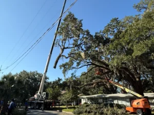 Crane removal of a large oak near power lines