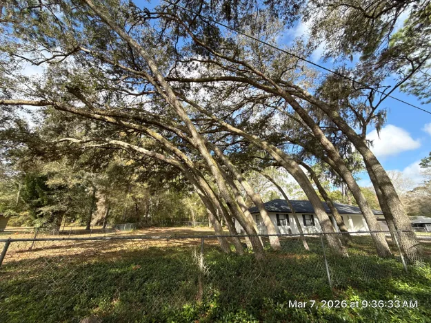 Mature oak trees with significant lean near a home in Orlando