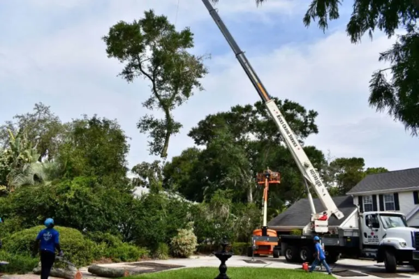 Crane-assisted tree removal with crew coordination in an Orlando neighborhood