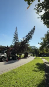 Removing frost-killed Norfolk Island pines