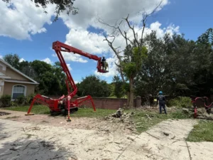 Spider lift removing a dead tree in a front yard