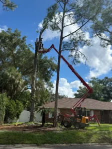 Spider lift working alongside the grapple saw on a sweetgum removal