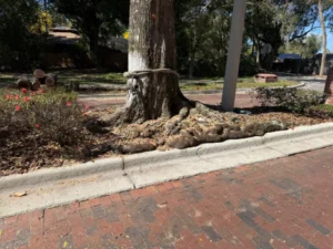 Oak roots grown over a curb before grinding