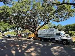 Tree trimming in Orlando — canopy thinning and safe clearance over driveway with debris haul‑away