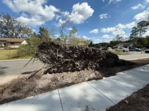 Uprooted tree beside a sidewalk after a storm