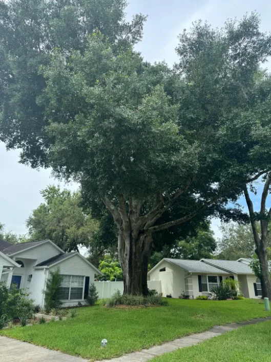 Large mature oak trees growing near a Central Florida home
